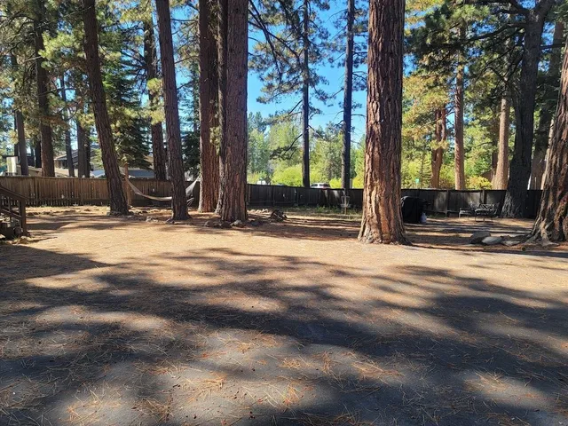 a view of backyard with tree