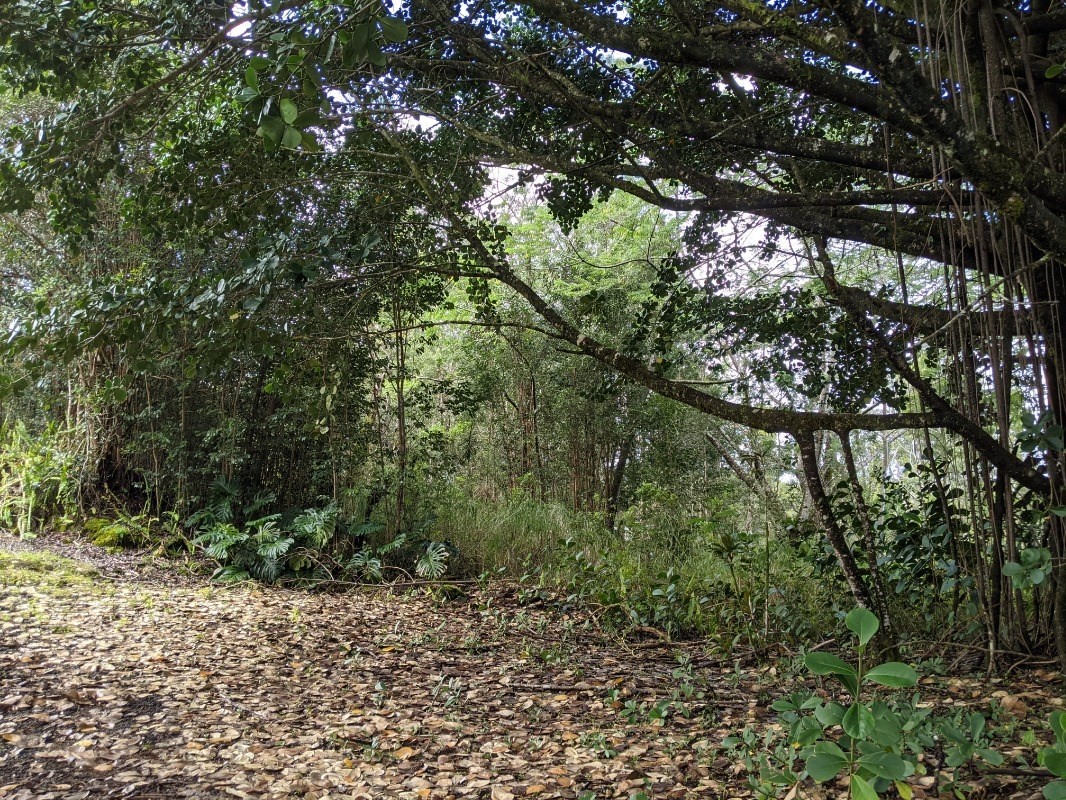 487 Lot 5 Akolea Road Hilo, HI 96720 - Photo 5 of 6