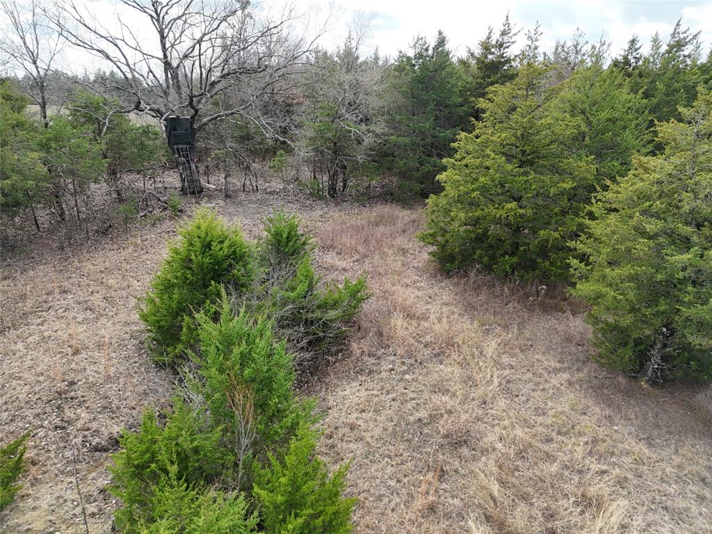 23 County Road 2950 Windom, TX 75492 - Photo 19 of 20 a view of a forest with trees in the background