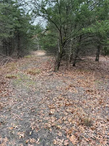 a view of a forest with trees in the background