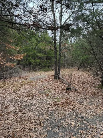 a view of a forest filled with trees