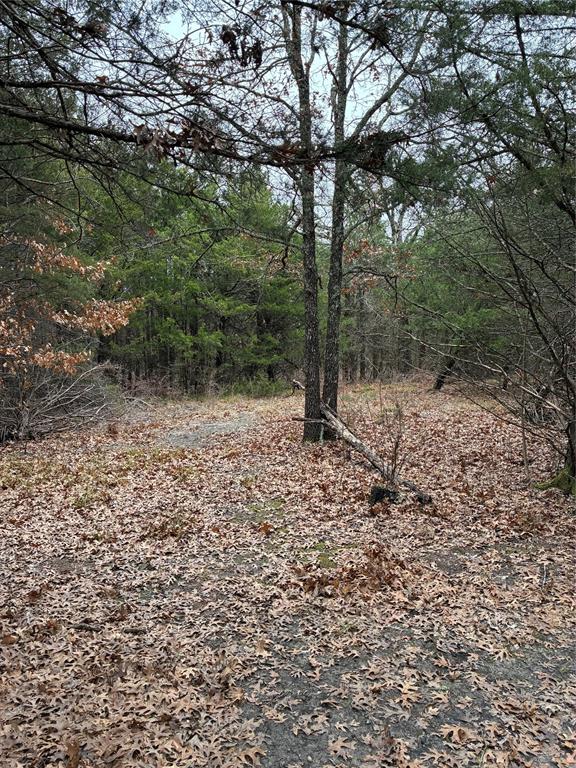 23 County Road 2950 Windom, TX 75492 - Photo 4 of 20 a view of a forest filled with trees