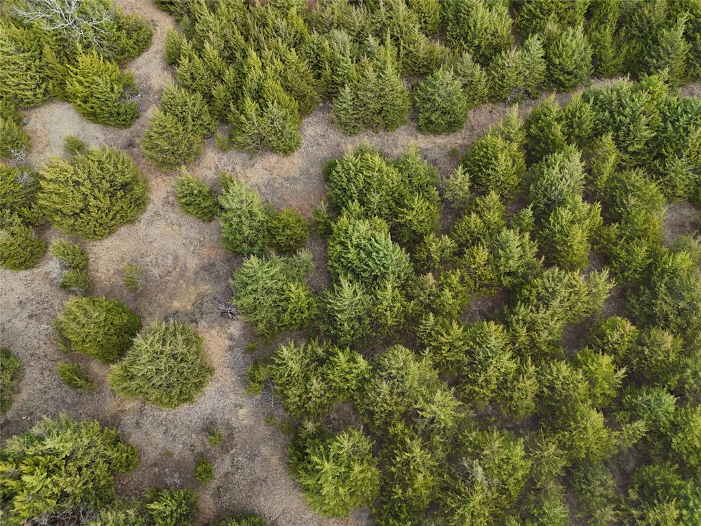 23 County Road 2950 Windom, TX 75492 - Photo 8 of 20 a view of a garden with plants