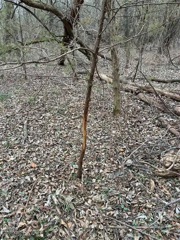 a view of a dry yard