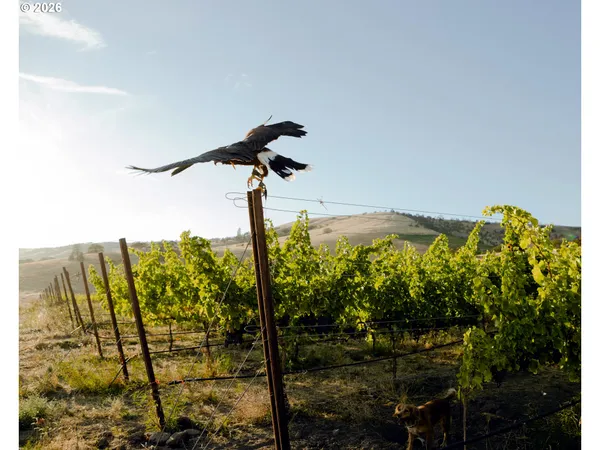 swimming pool view from a dining room