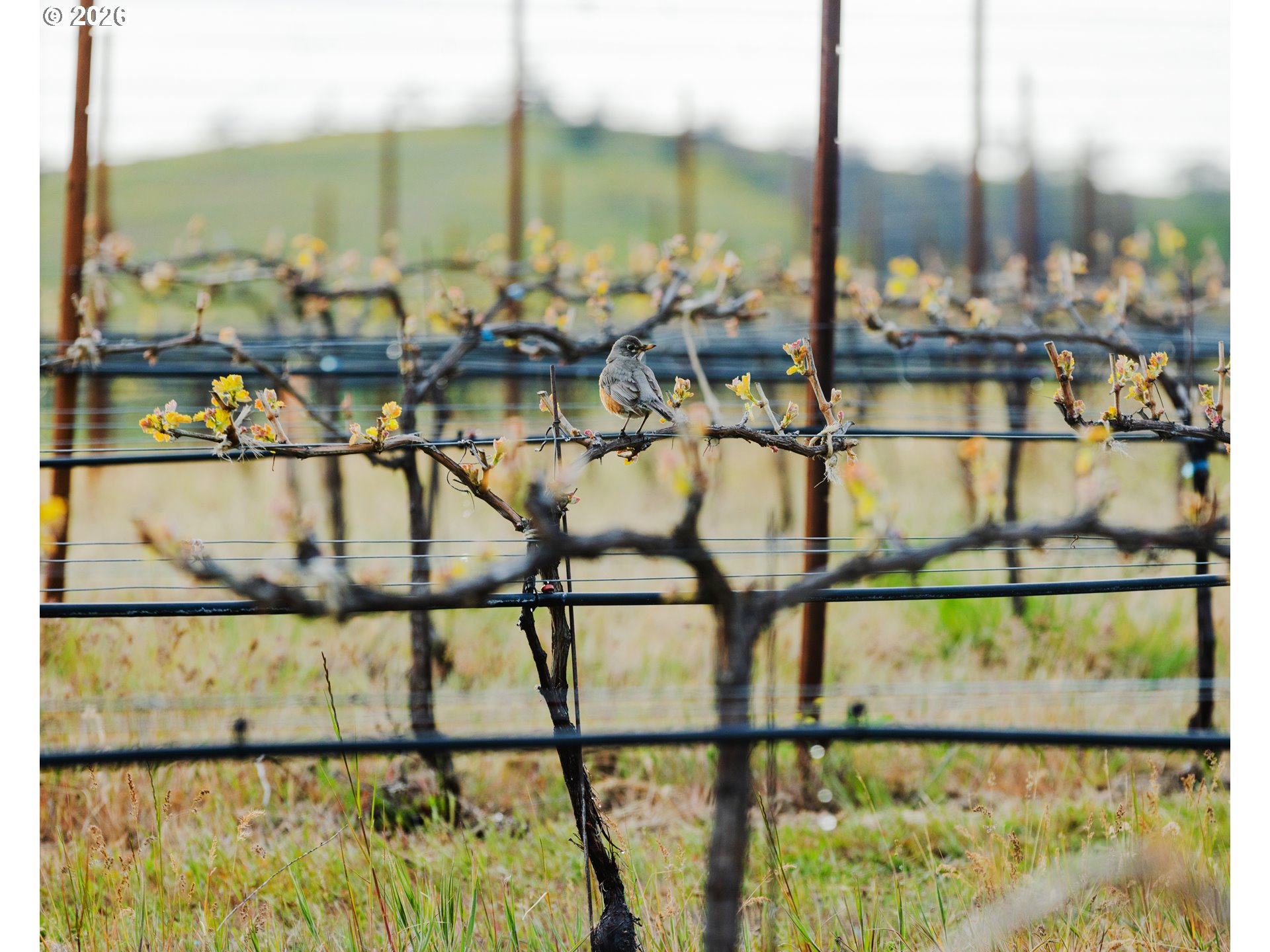 3475 3 Mile County Road The Dalles, OR 97058 - Photo 16 of 47