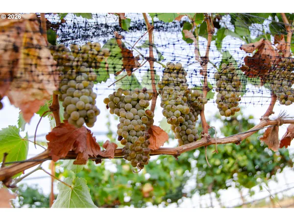 a view of a golf course with a yard