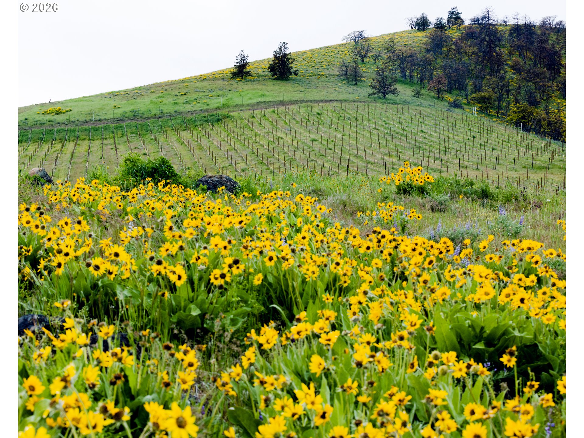 3475 3 Mile County Road The Dalles, OR 97058 - Photo 5 of 47