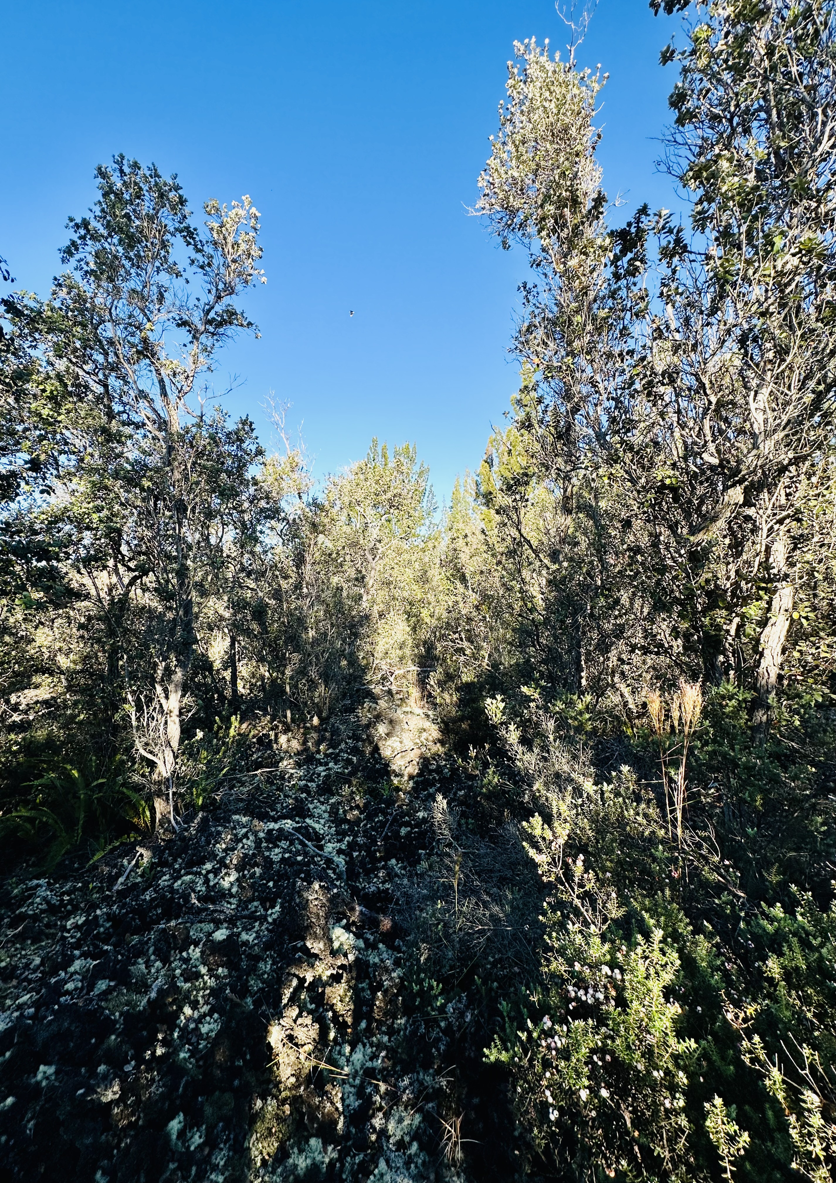 12 Lot Ocean View Ocean View, HI 96704 - Photo 4 of 8