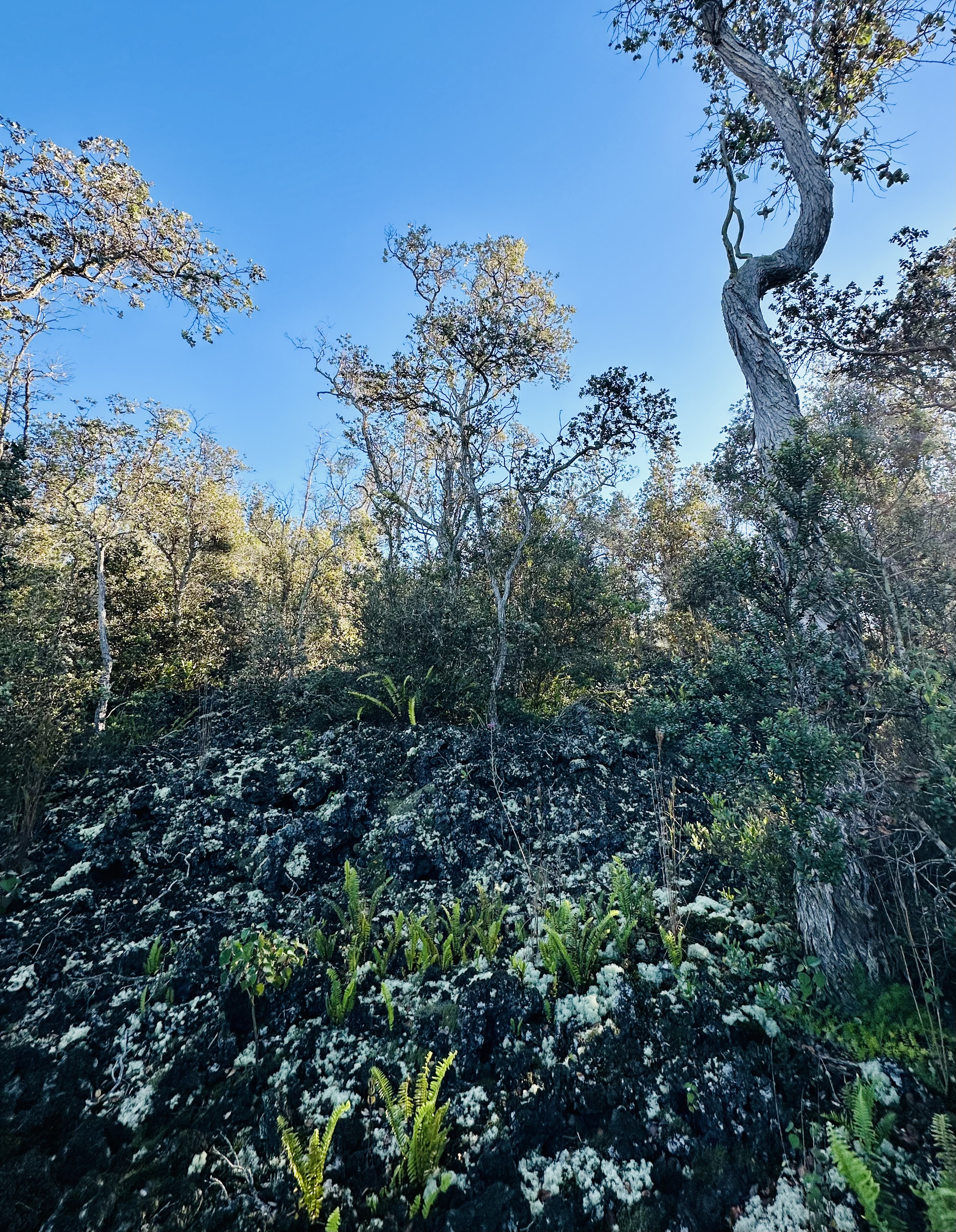 12 Lot Ocean View Ocean View, HI 96704 - Photo 6 of 8