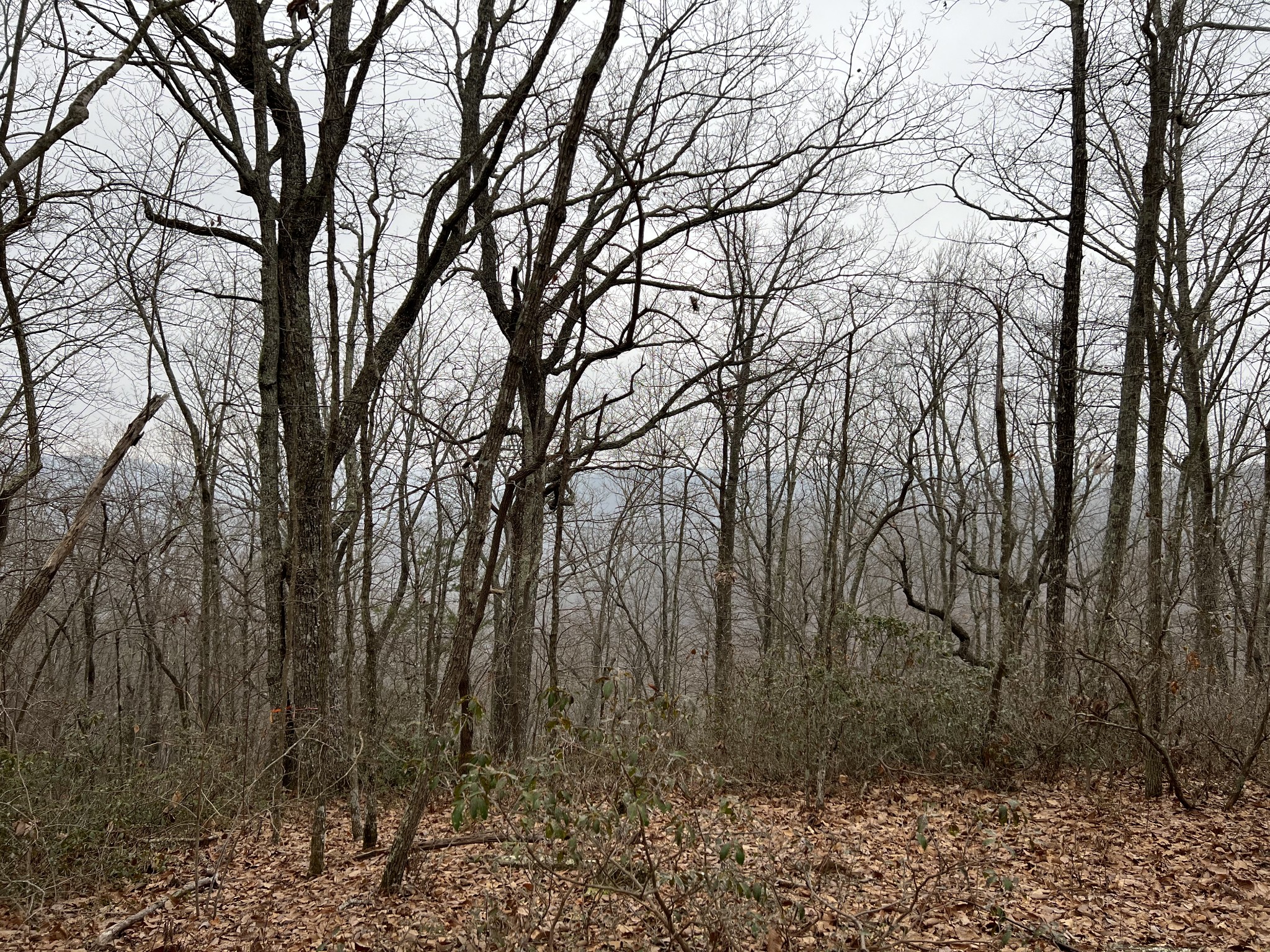 0 Wilson Ridge Road Jamestown, TN 38556 - Photo 17 of 34 Gallery Image 17