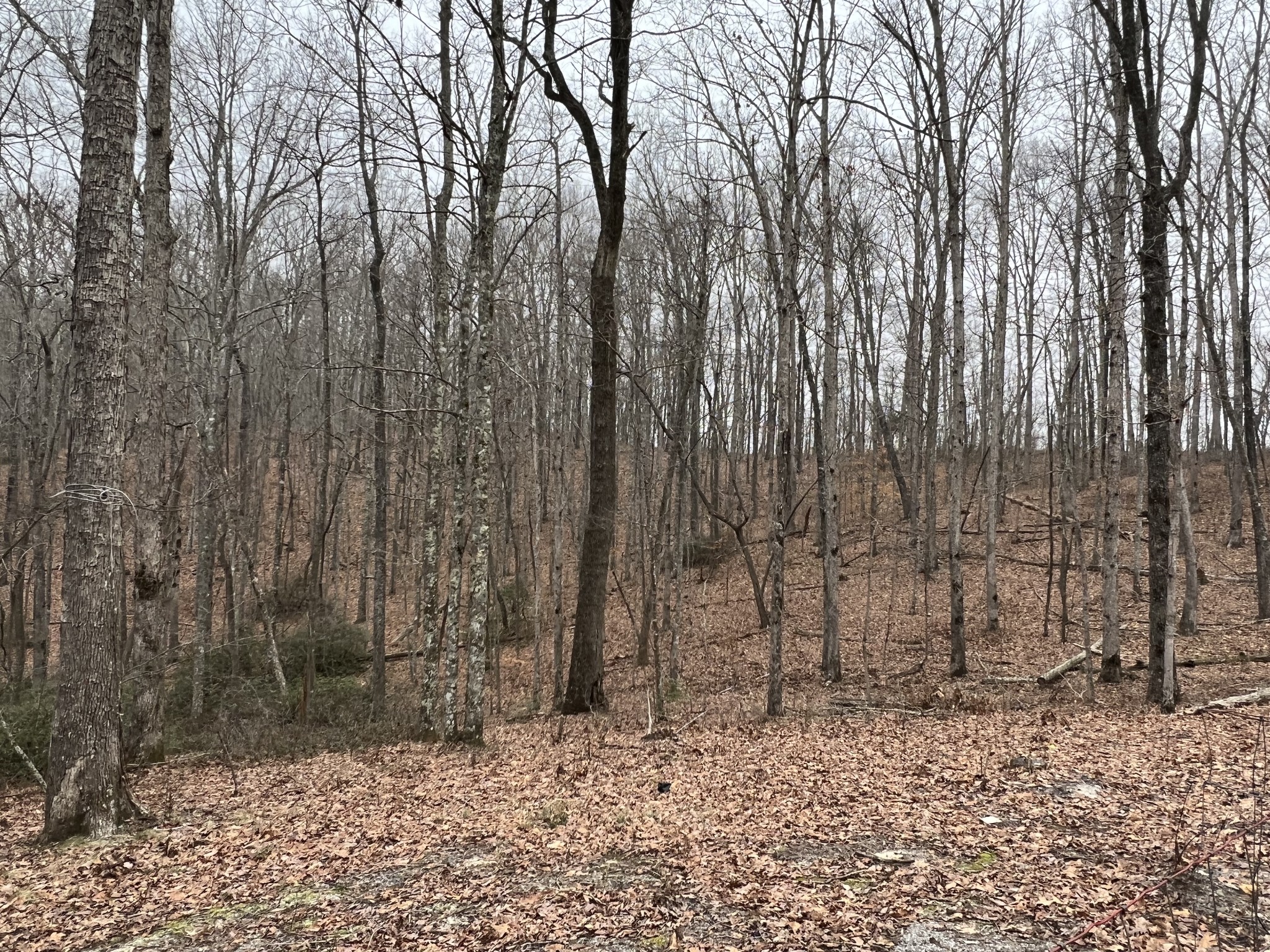 0 Wilson Ridge Road Jamestown, TN 38556 - Photo 7 of 34 Gallery Image 7