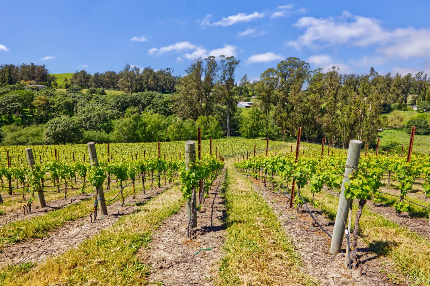 5215 Blank Road Sebastopol, CA 95472 - Photo 22 of 28