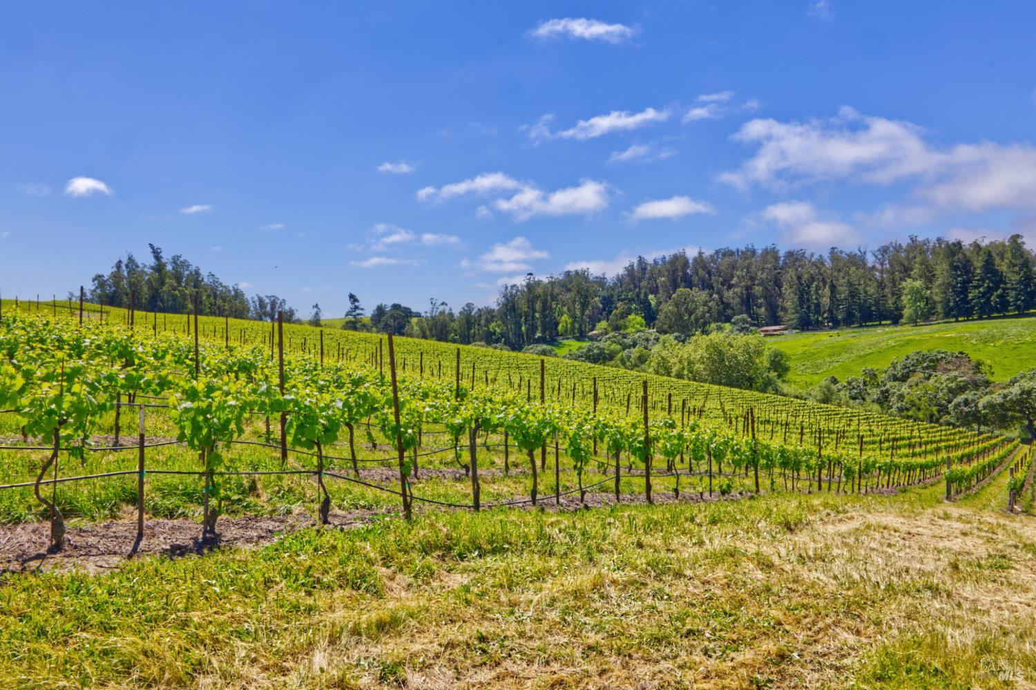 5215 Blank Road Sebastopol, CA 95472 - Photo 23 of 28