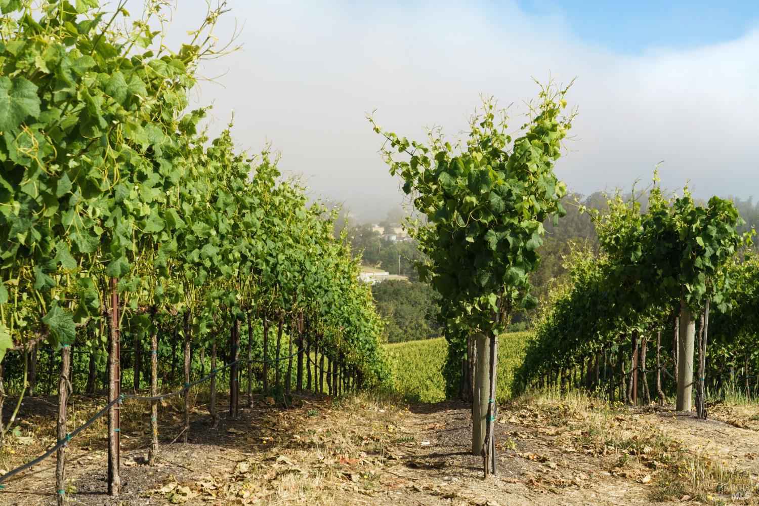 5215 Blank Road Sebastopol, CA 95472 - Photo 3 of 28