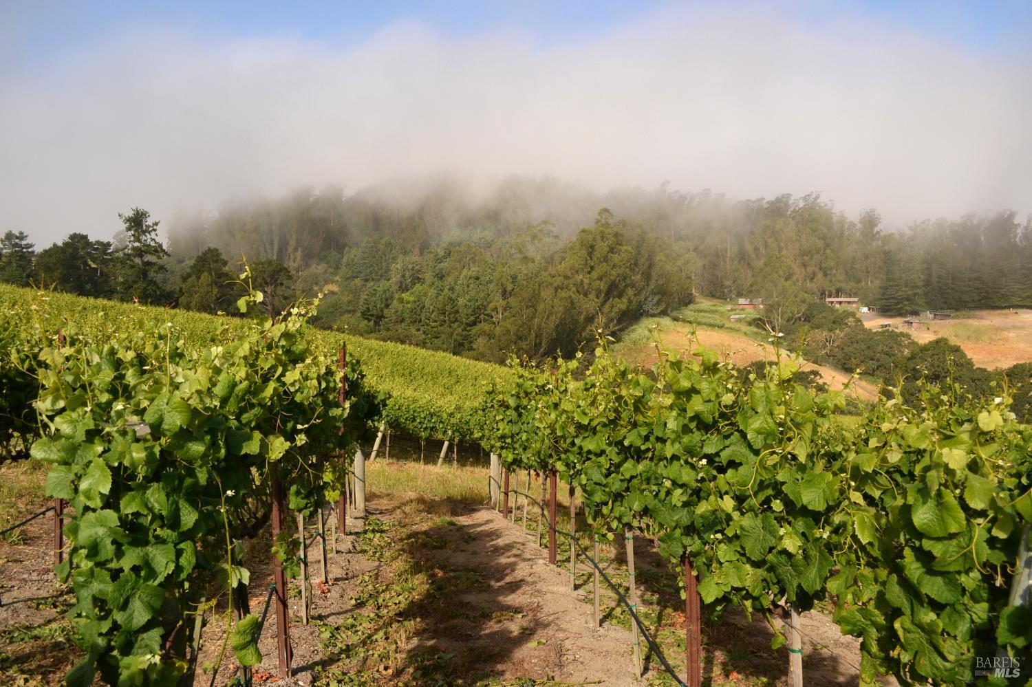 5215 Blank Road Sebastopol, CA 95472 - Photo 8 of 28