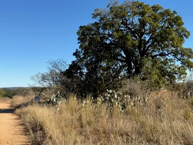 a view of a tree in a field with a tree