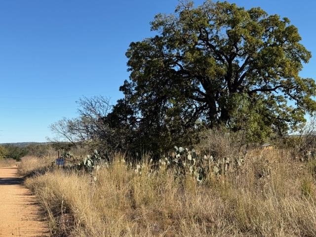 a view of a tree in a field with a tree