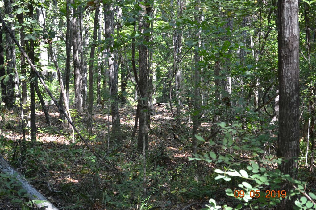 0 Oak Dr Pine Mountain Hamilton, GA 31811 - Photo 4 of 5
