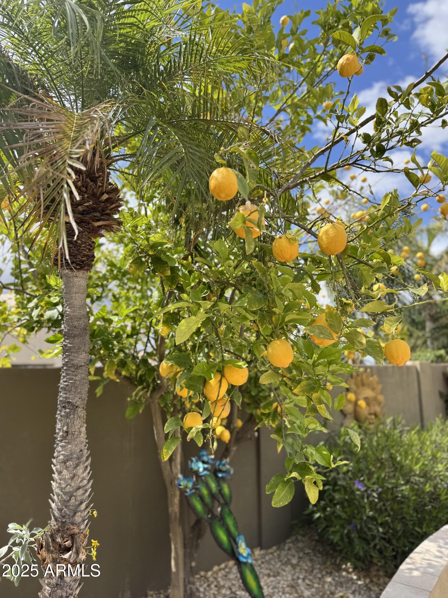 4055 North Recker Road, Unit 82 Mesa, AZ 85215 - Photo 45 of 62 Backyard