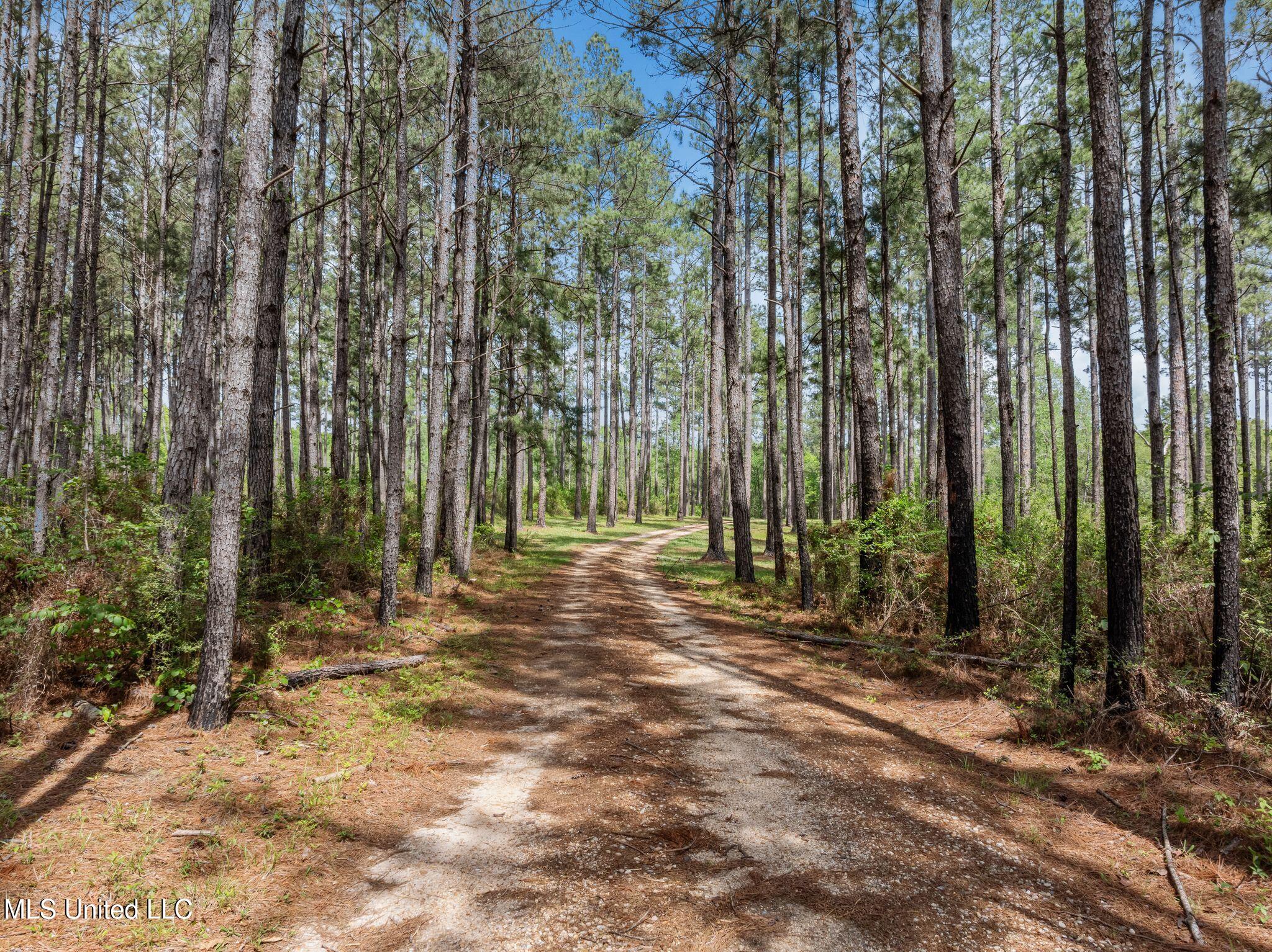 176 Burge And Reyer Road Poplarville, MS 39470 - Photo 6 of 63 176_Burge_and_Reyer_Rd-4