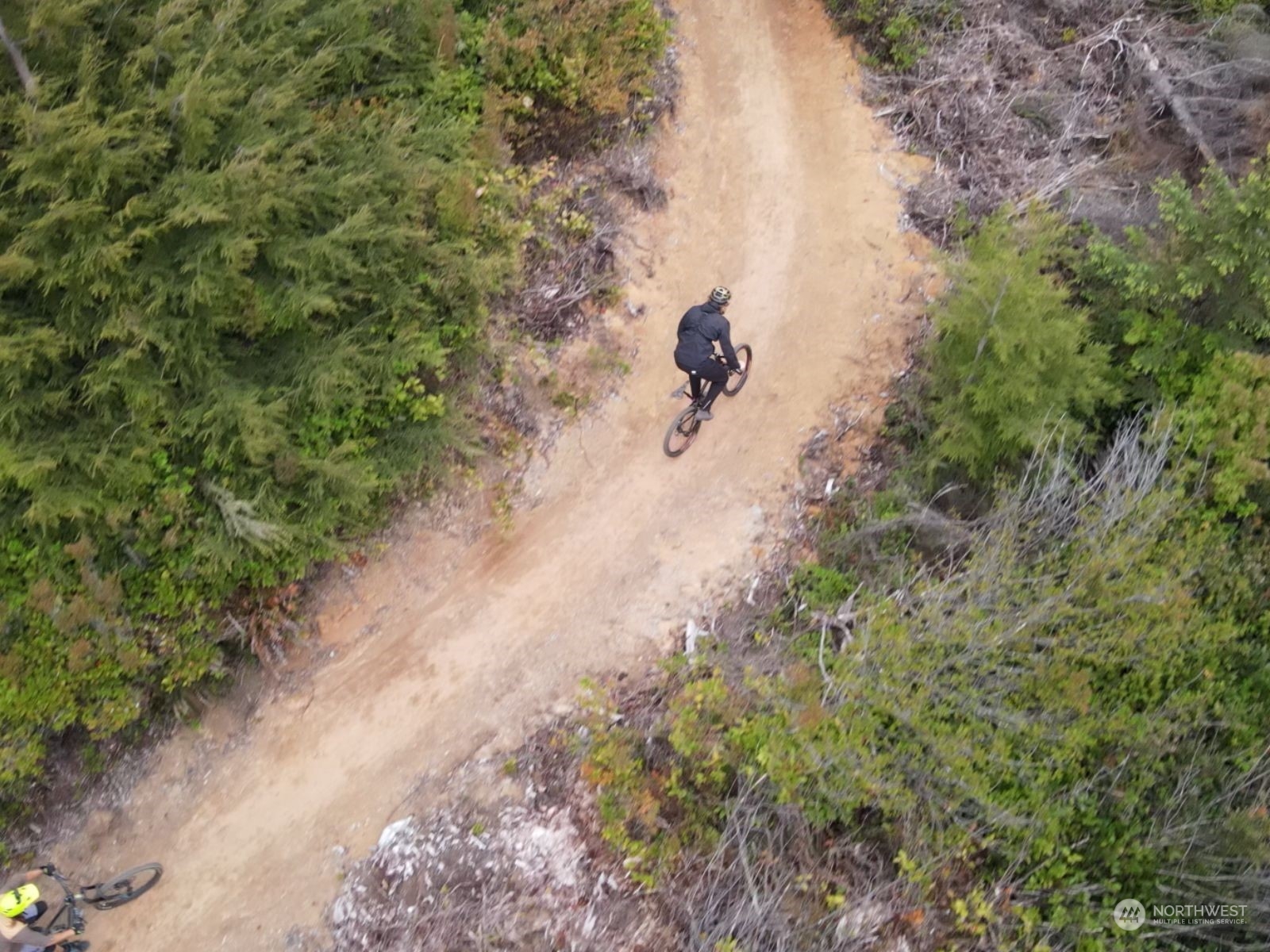 40 Bungalow Loop Pacific Beach, WA 98571 - Photo 7 of 16 a view of a forest with a tree