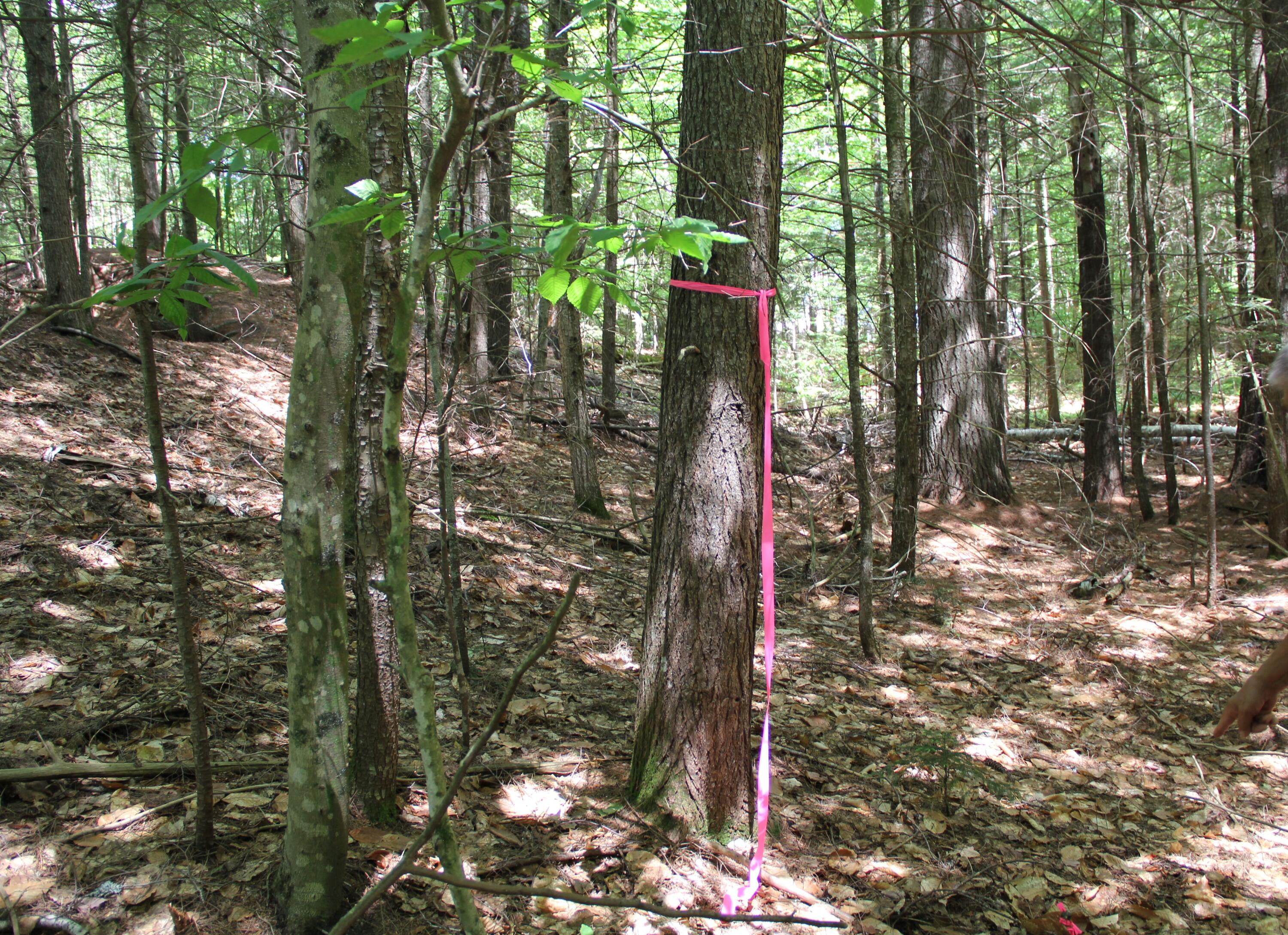 Lot 41 Salmon Road Madison, ME 04950 - Photo 4 of 6