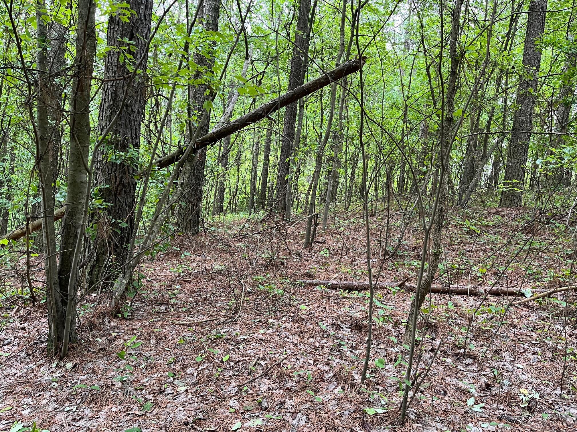 3715 Split Rail Way, Unit 1123 Guild, TN 37340 - Photo 16 of 32 IMG_9430