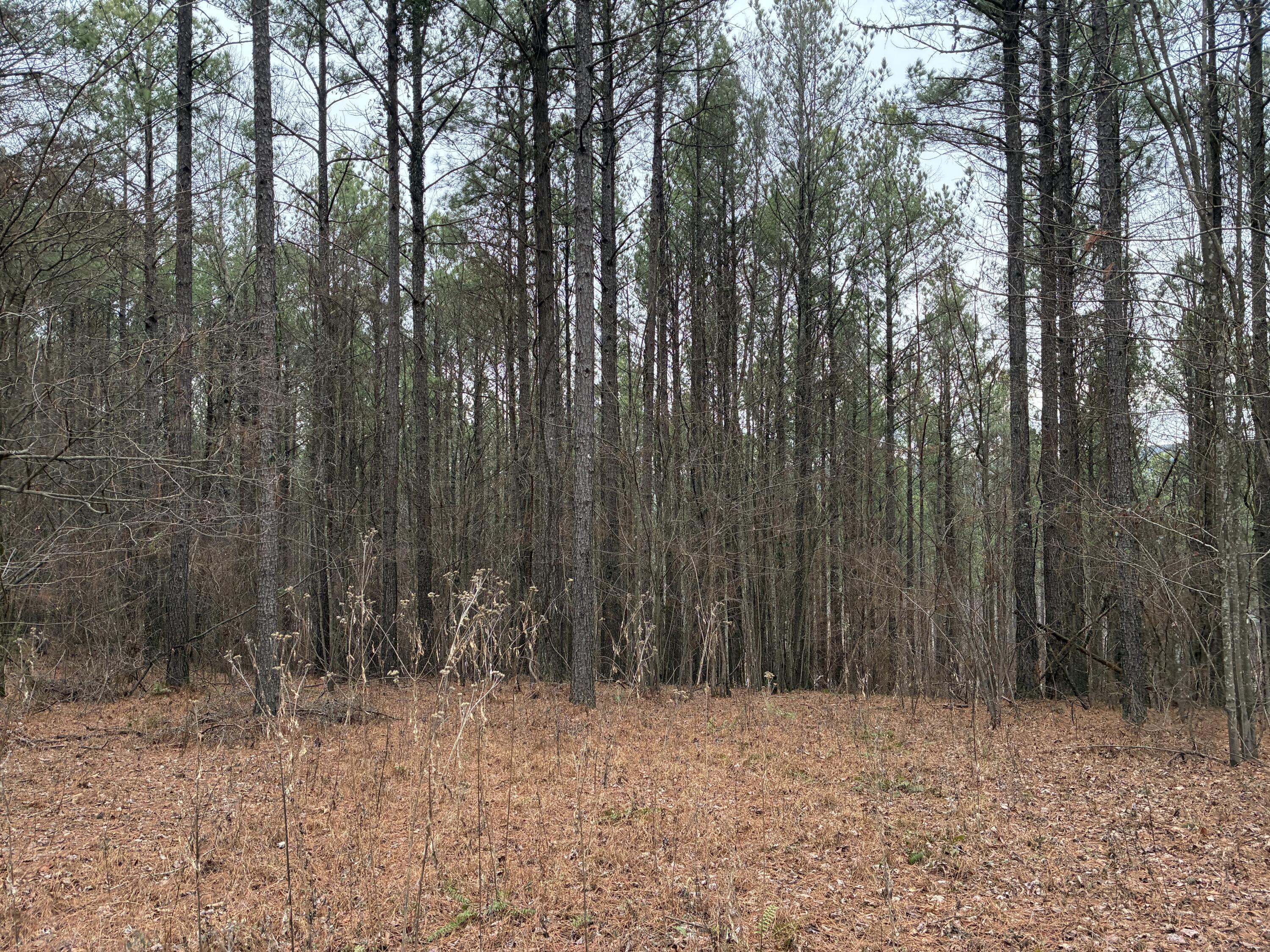 3715 Split Rail Way, Unit 1123 Guild, TN 37340 - Photo 37 of 41 IMG_3923