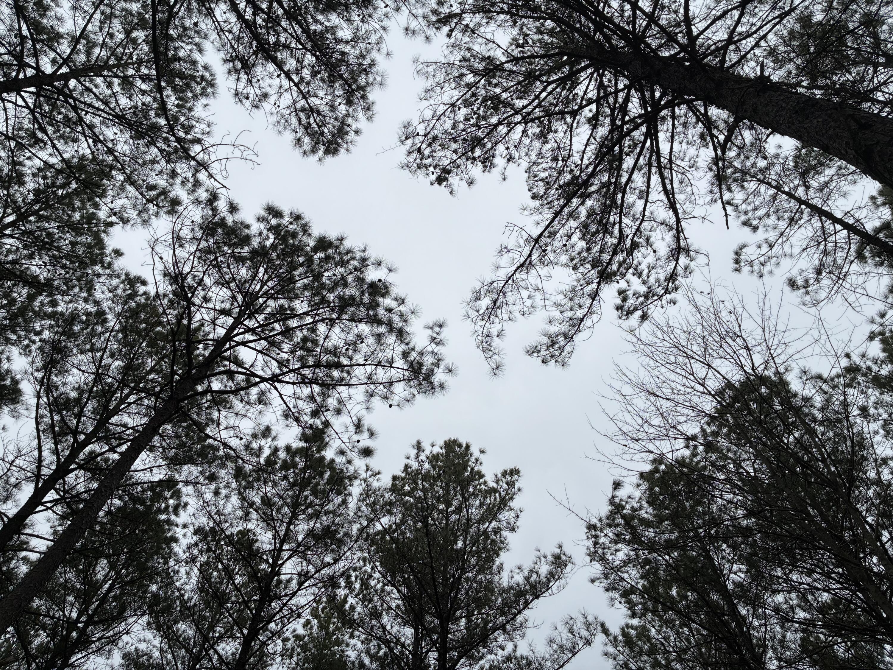 3715 Split Rail Way, Unit 1123 Guild, TN 37340 - Photo 38 of 41 IMG_3925