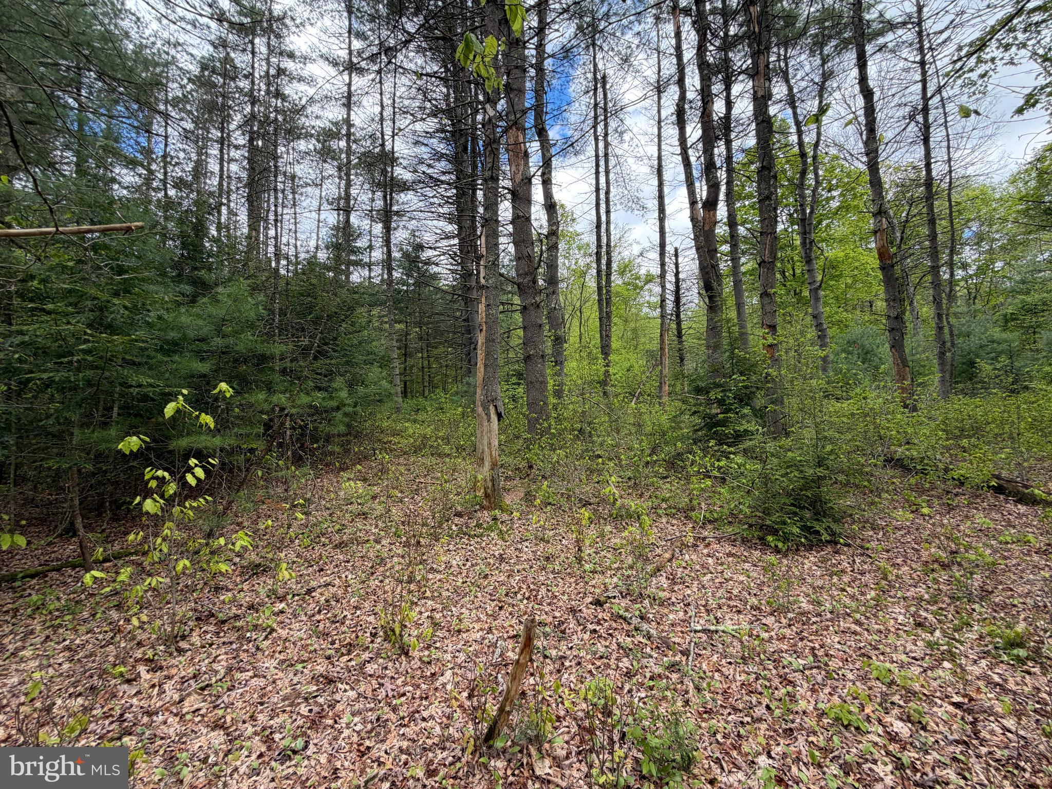 1227 Cross Fork Creek Road Cross Fork, PA 17729 - Photo 78 of 139