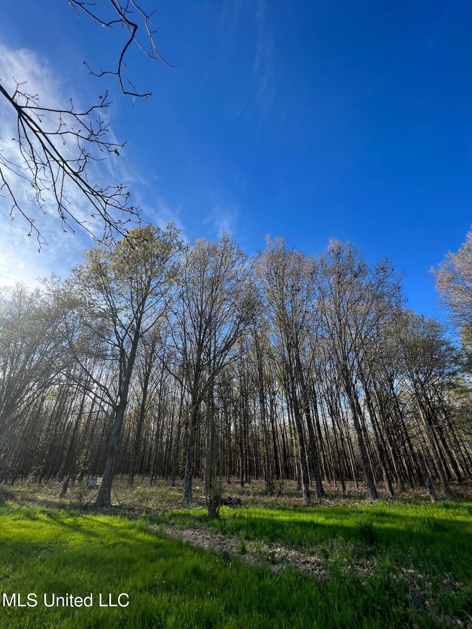 2274 Sawmill Road Shaw, MS 38773 - Photo 8 of 11 trees