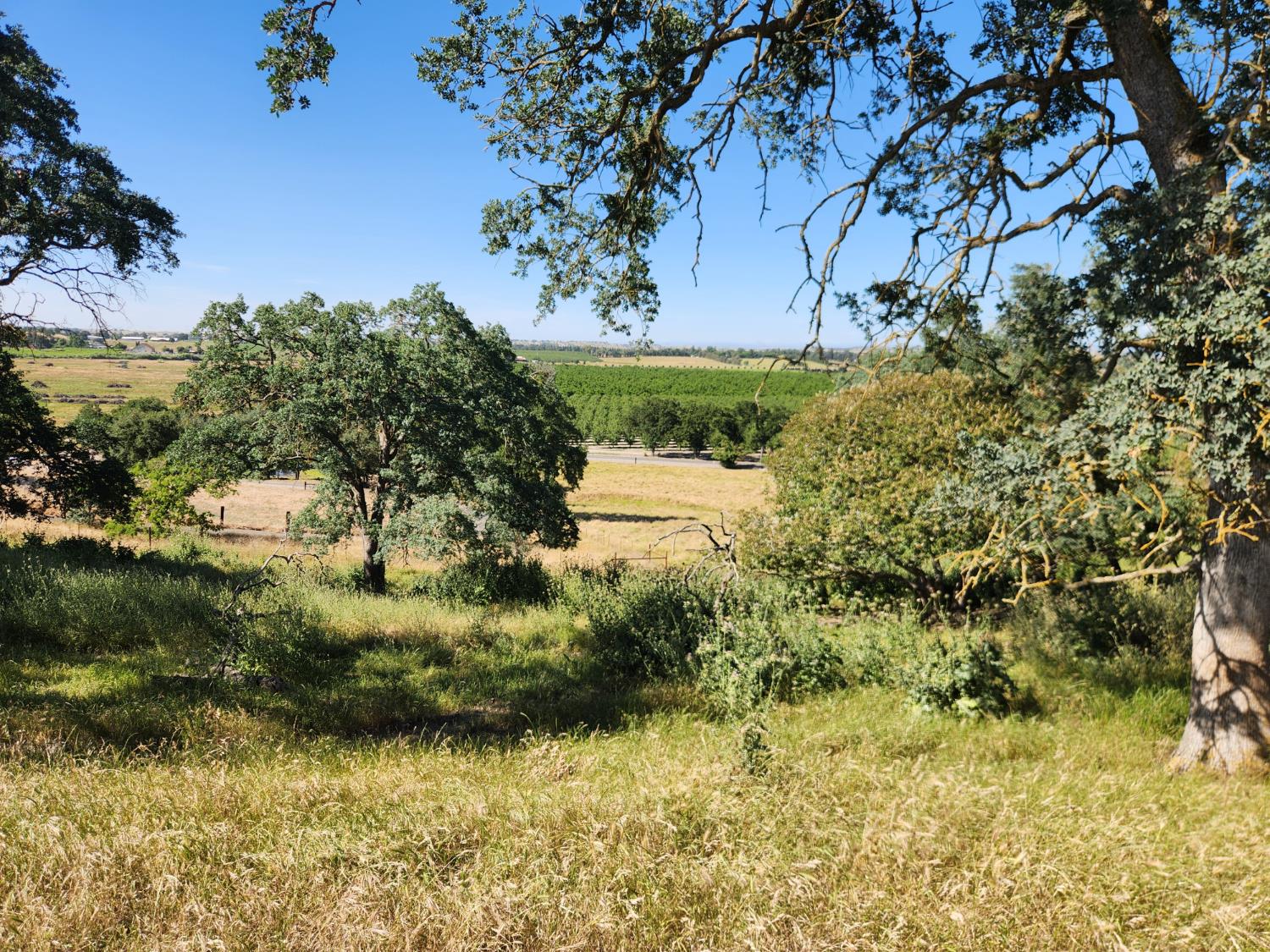 22601 North Johnson Road Clements, CA 95227 - Photo 31 of 39 a view of a yard with plants and large trees