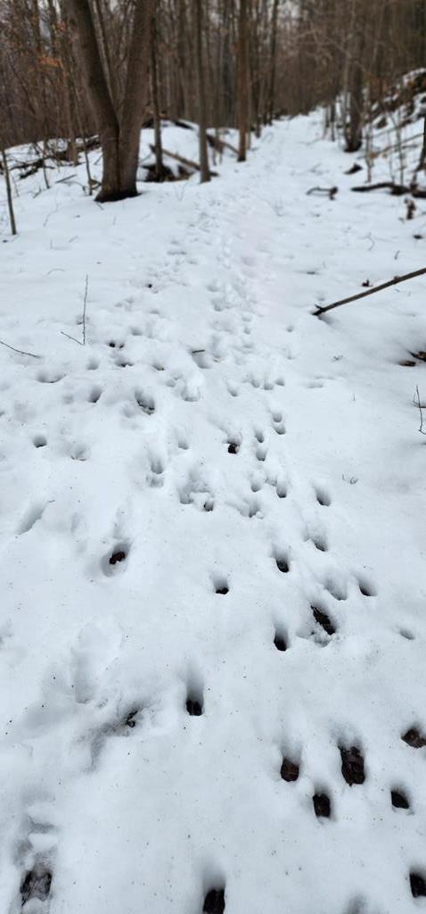 0 Phillipston Road Rimersburg, PA 16248 - Photo 20 of 28 a view of snow on the snow