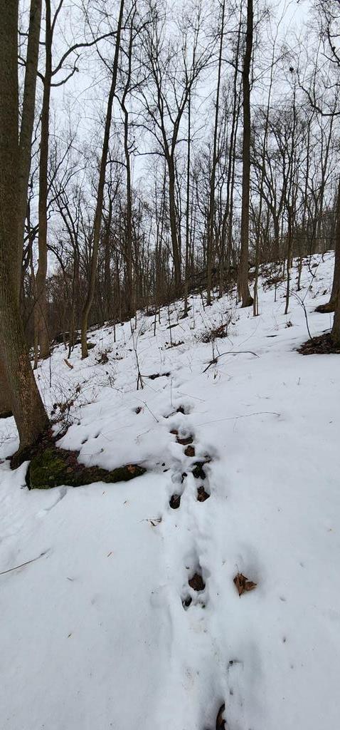 0 Phillipston Road Rimersburg, PA 16248 - Photo 8 of 28 a view of snow on the side of the road