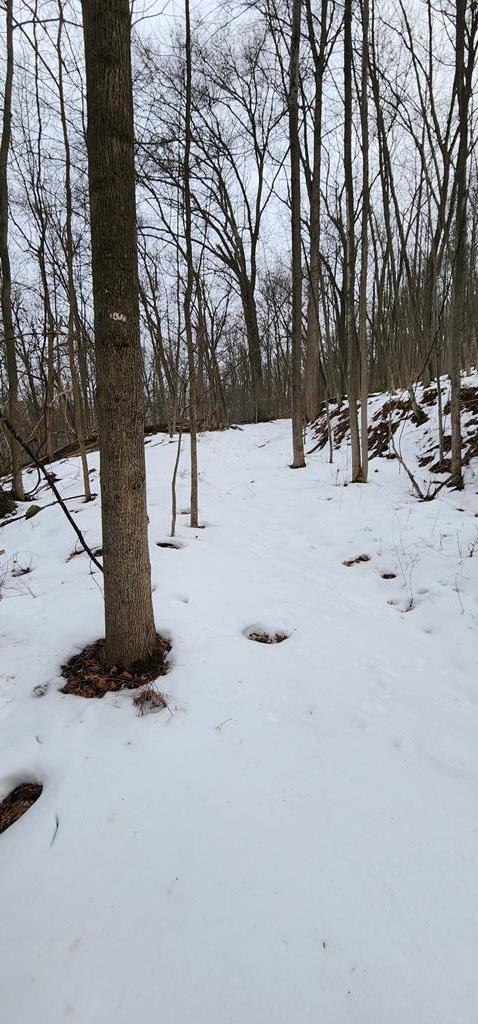 0 Phillipston Road Rimersburg, PA 16248 - Photo 10 of 28 a view of outdoor space with trees