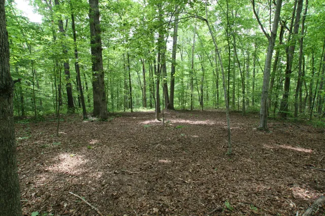 a view of outdoor space with lots of trees