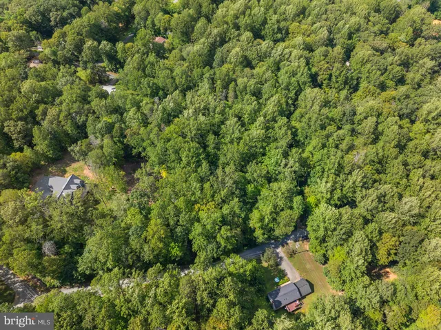 view of a lush green forest with lots of trees