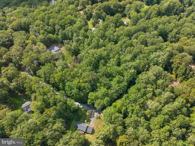 view of a lush green forest with lots of trees