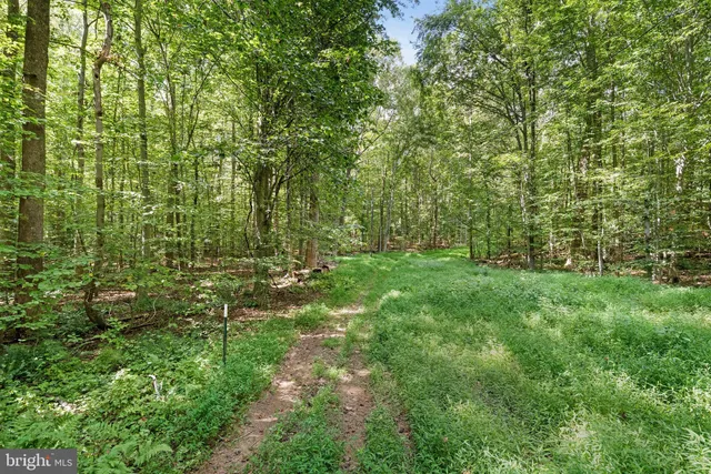 a view of yard with green space