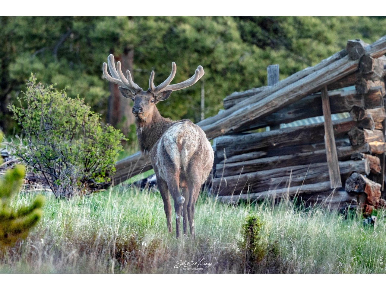 312 Ridge Road Ward, CO 80481 - Photo 18 of 20 Bar-K Tour - Elk at Bar-K Homestead