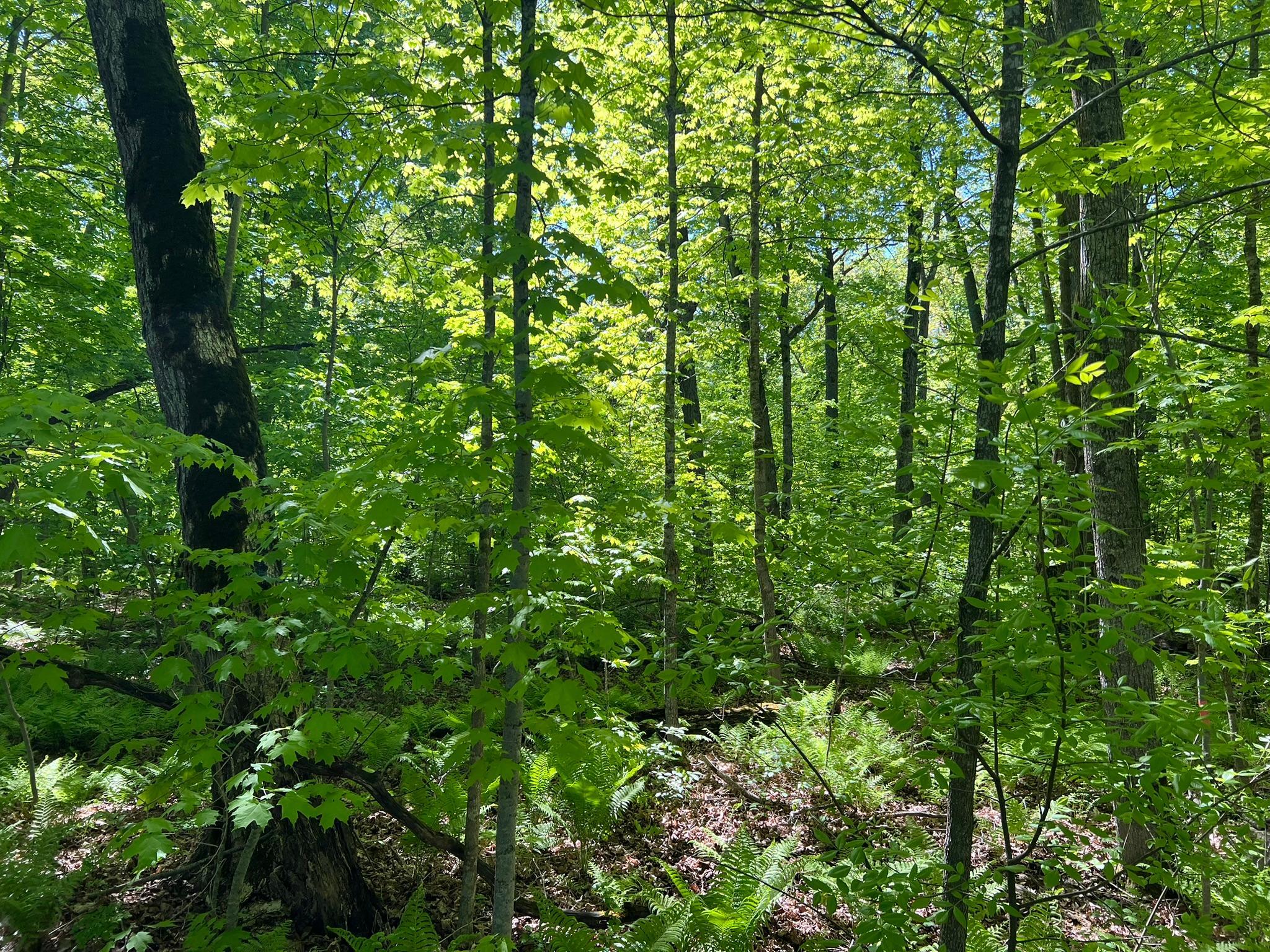 Tbd Camper Landing Road Northwest Cass Lake, MN 56633 - Photo 10 of 11