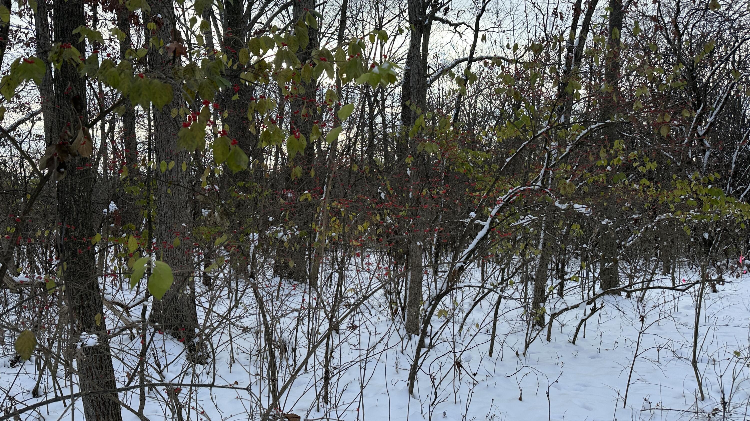 2770 South Wagner Road Ann Arbor, MI 48103 - Photo 46 of 103 Path west c