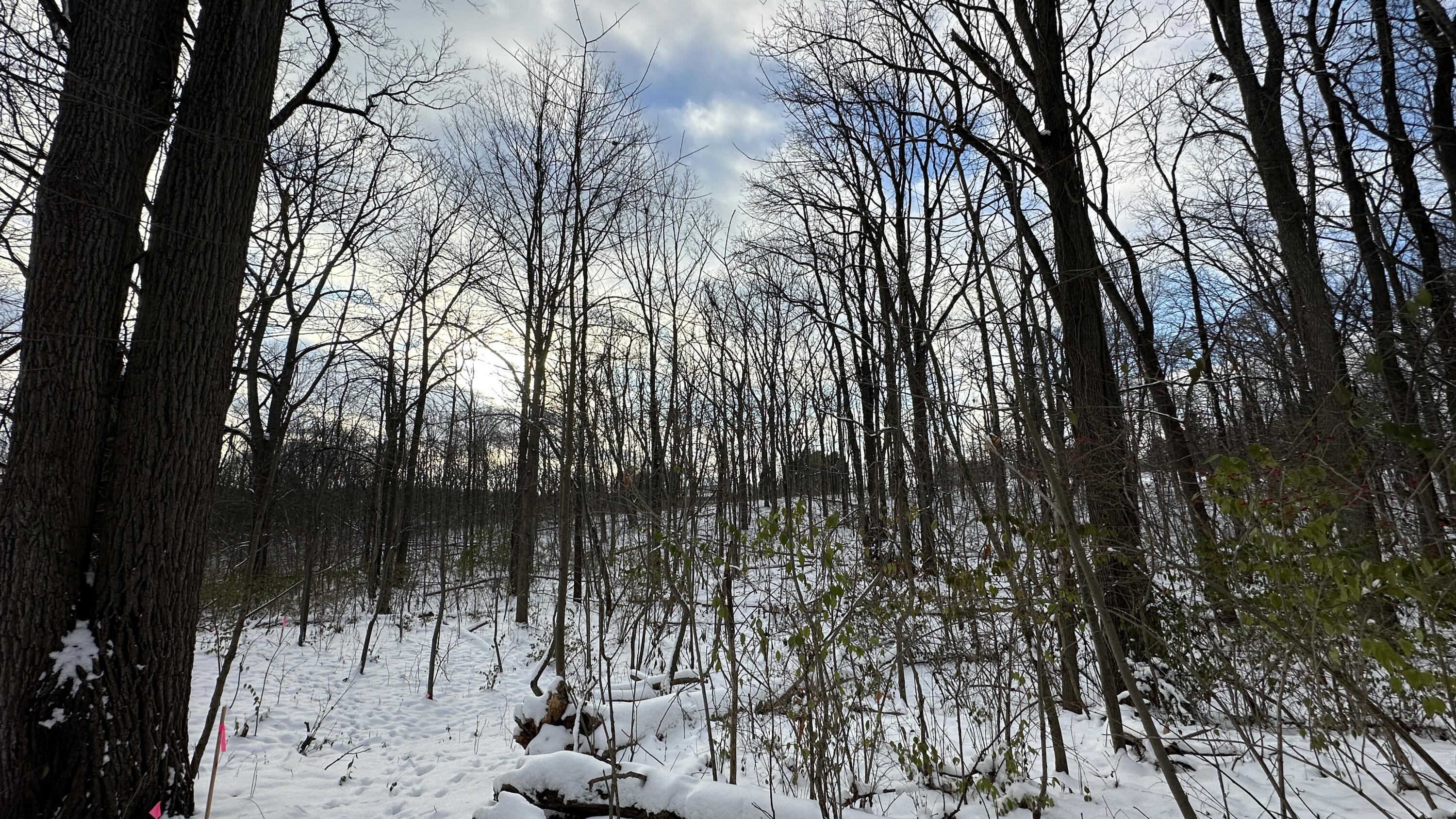 2770 South Wagner Road Ann Arbor, MI 48103 - Photo 48 of 103 Path back west 2
