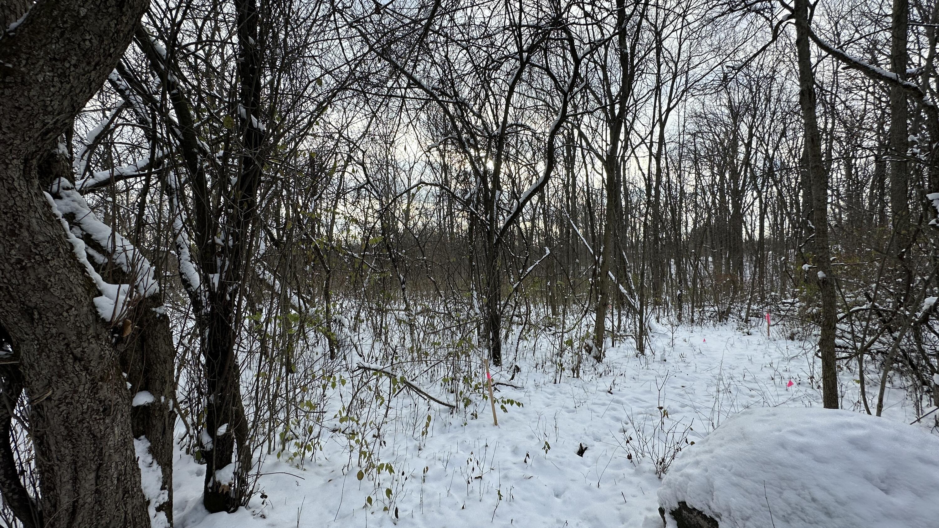 2770 South Wagner Road Ann Arbor, MI 48103 - Photo 54 of 103 Path west neighbor