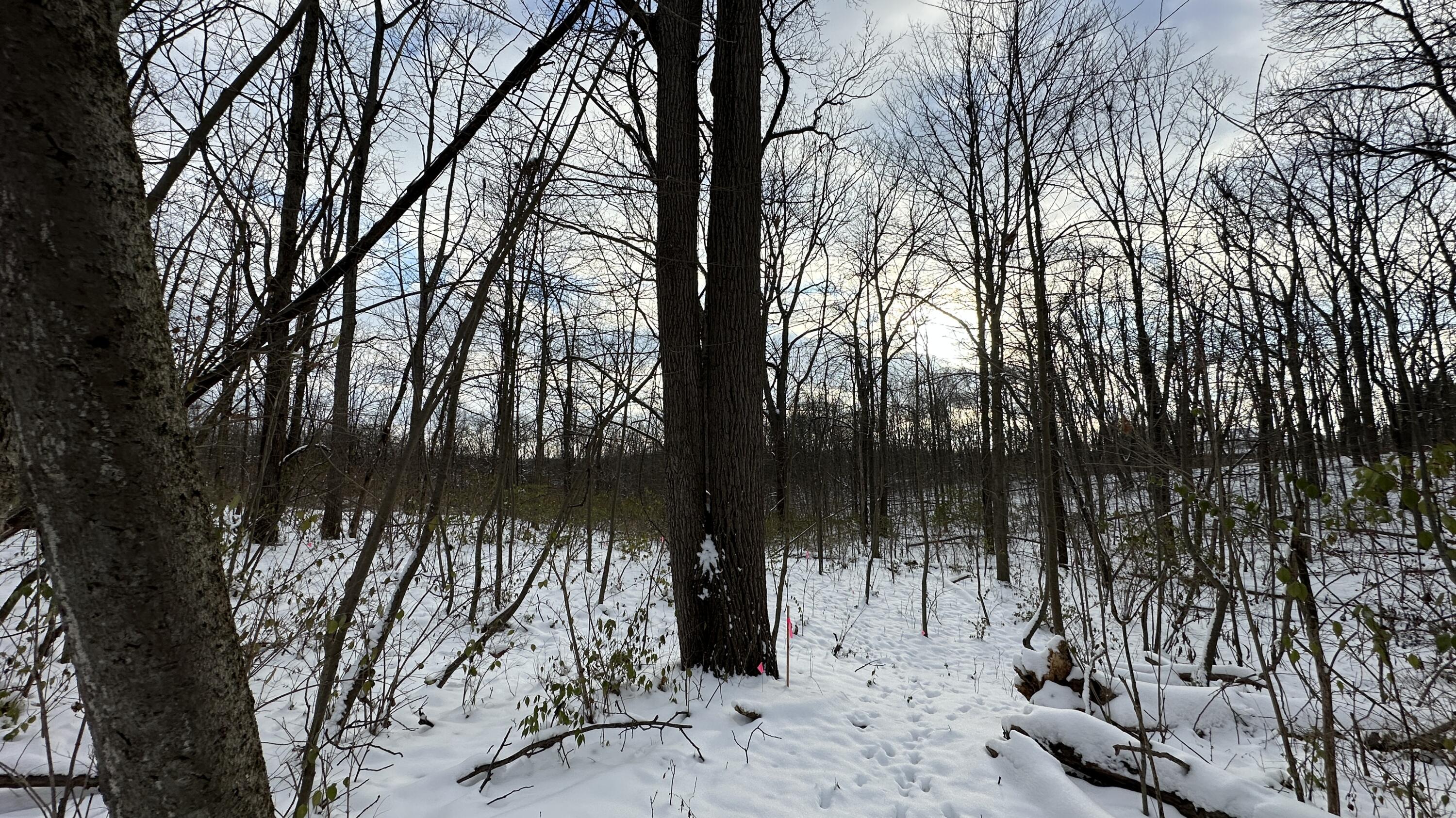 2770 South Wagner Road Ann Arbor, MI 48103 - Photo 57 of 103 Path to back west