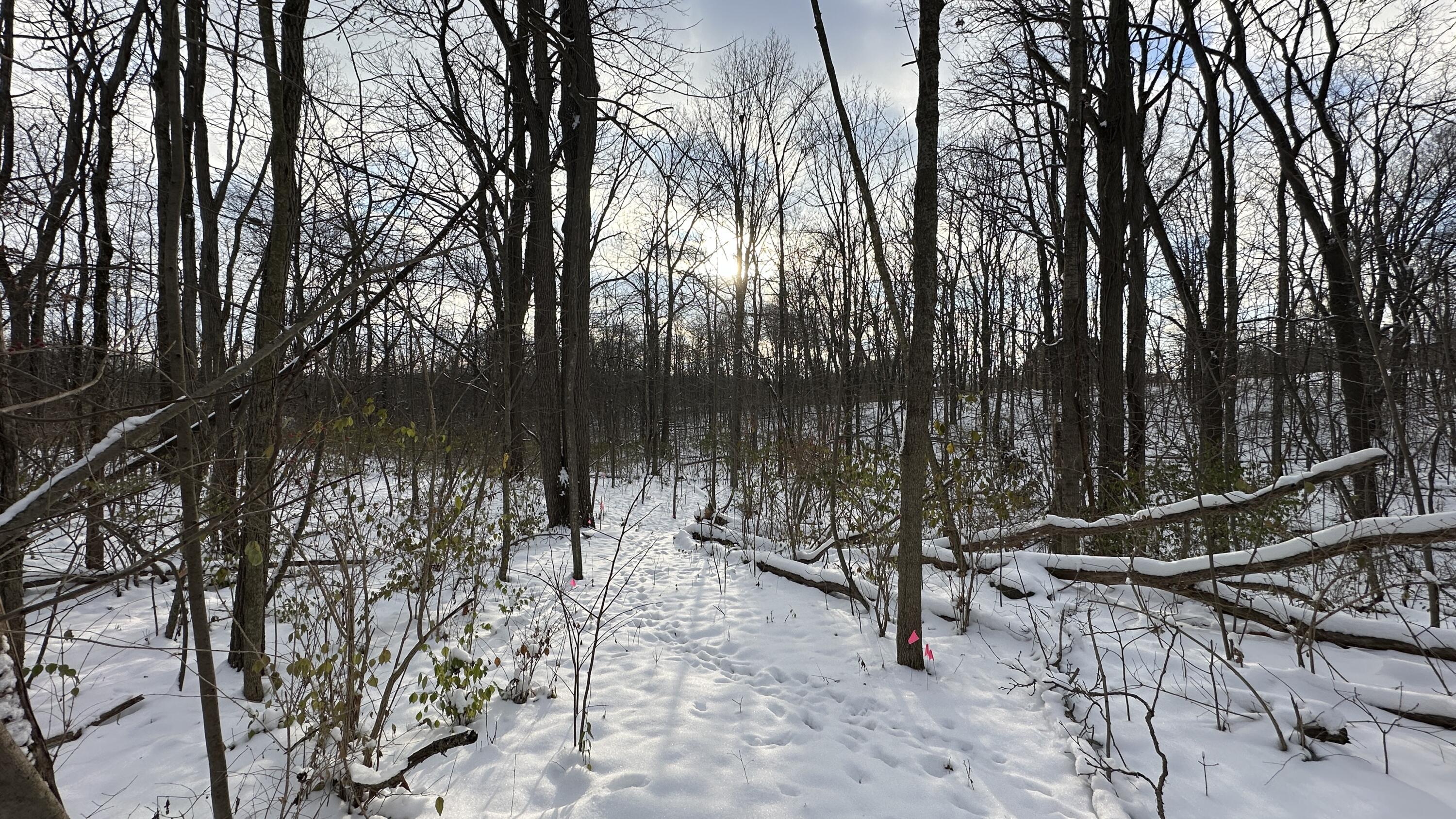 2770 South Wagner Road Ann Arbor, MI 48103 - Photo 58 of 103 Path west back l