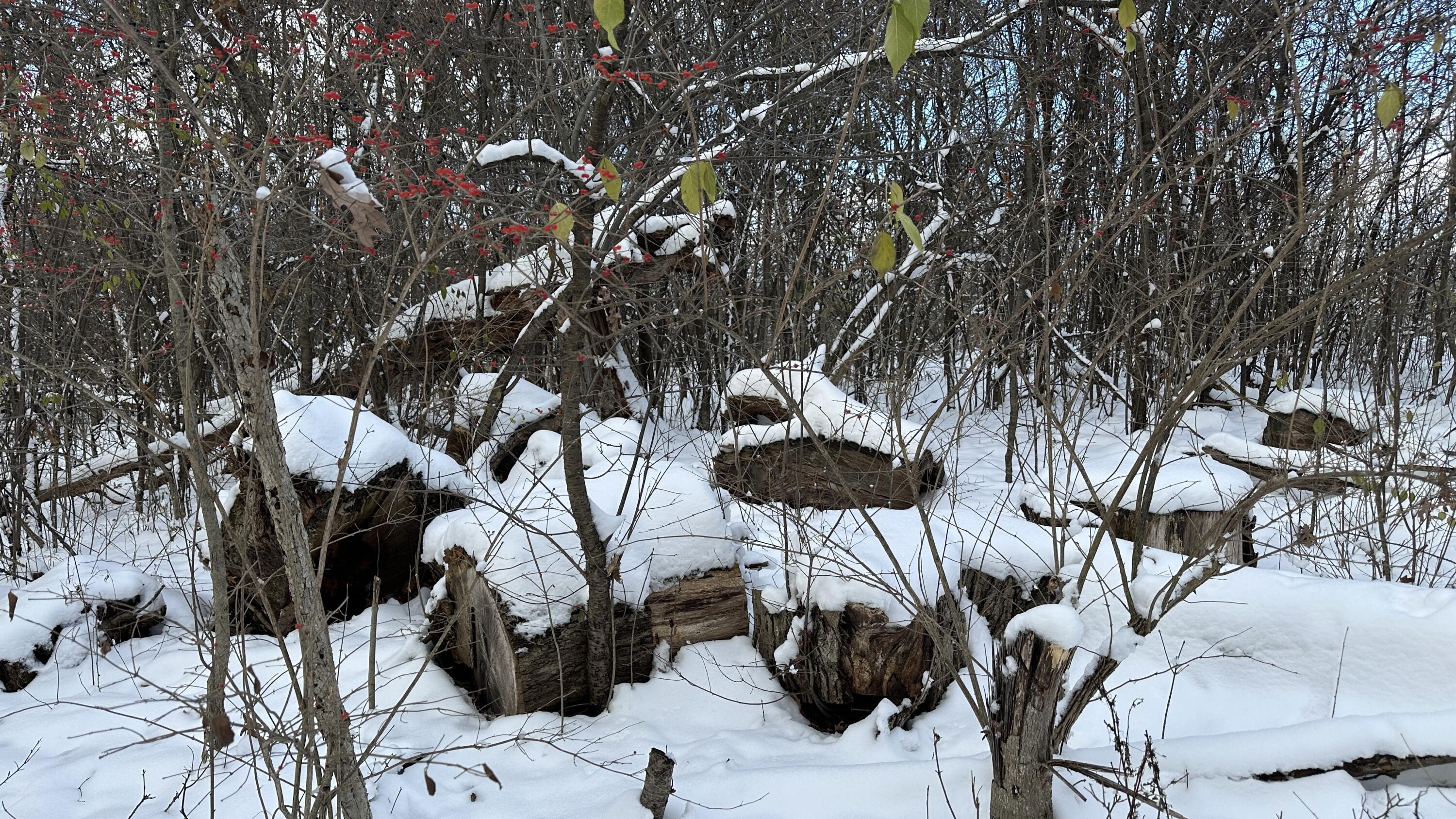 2770 South Wagner Road Ann Arbor, MI 48103 - Photo 59 of 103 Path west d