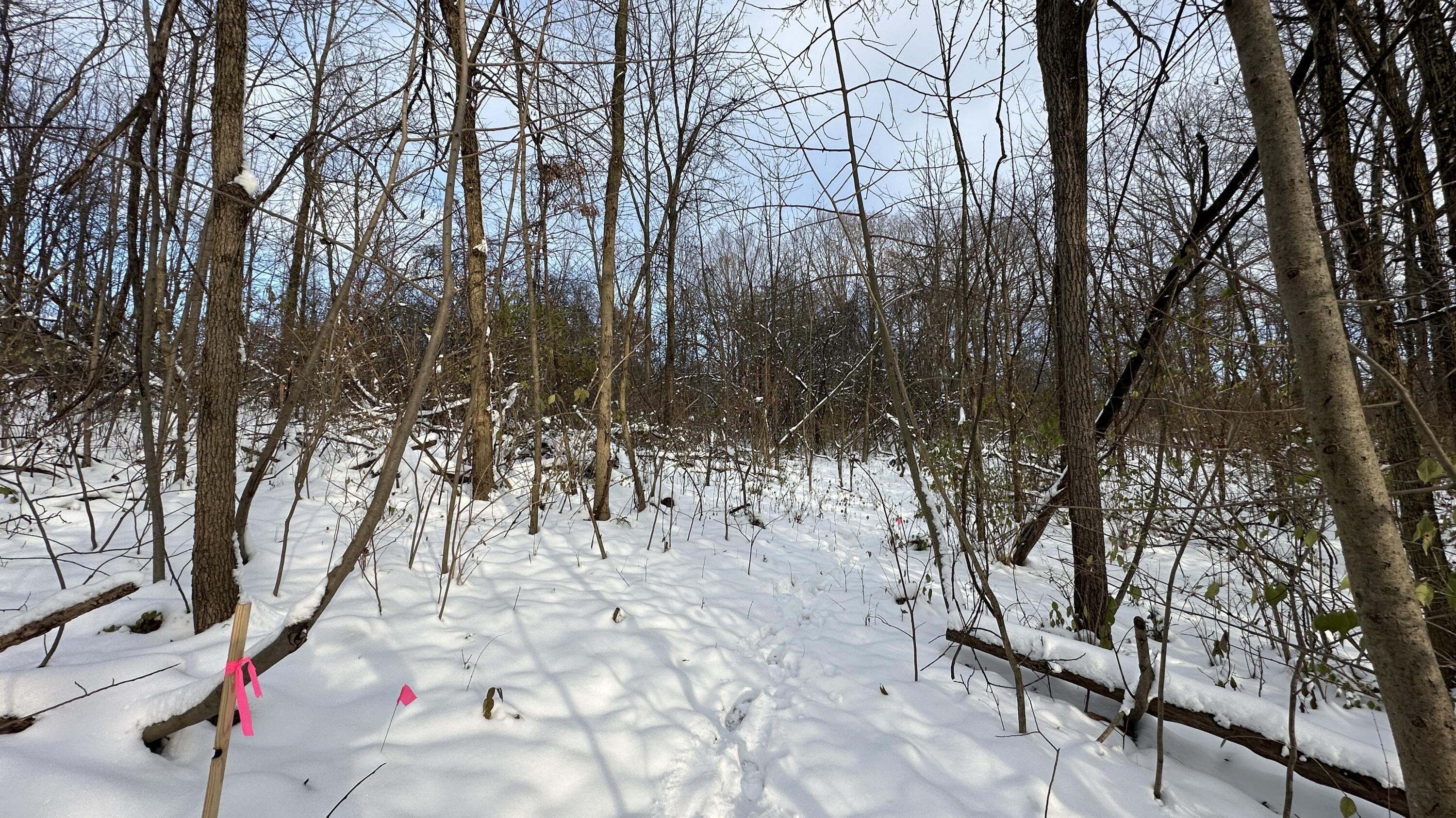 2770 South Wagner Road Ann Arbor, MI 48103 - Photo 64 of 103 Path east from back f