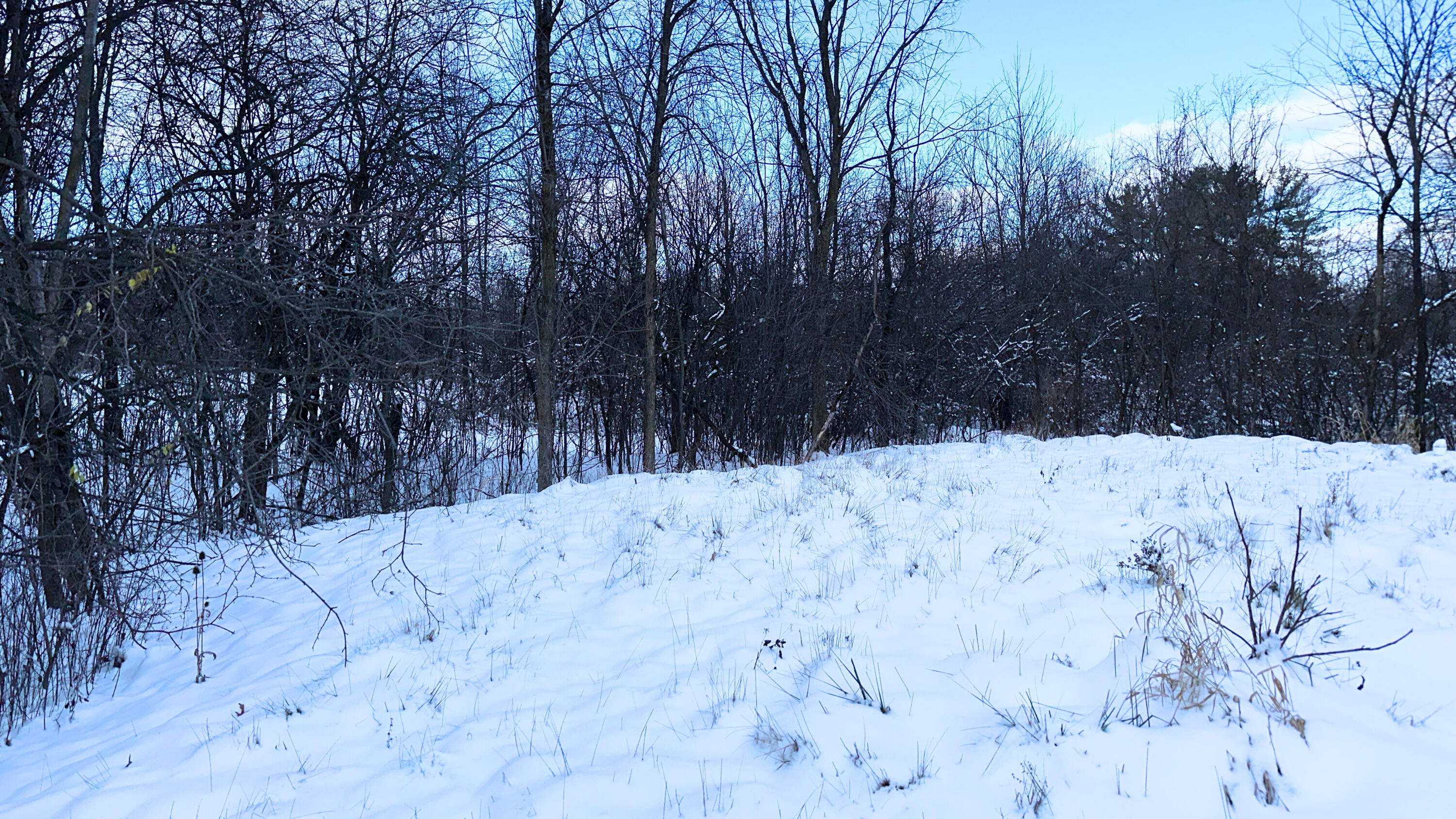 2770 South Wagner Road Ann Arbor, MI 48103 - Photo 67 of 103 clearing 1 adj